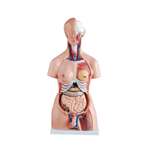 Modelo Torso 23 Partes
