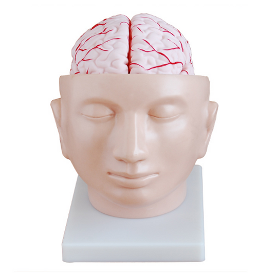 Modelo De Cerebro Con Arterias