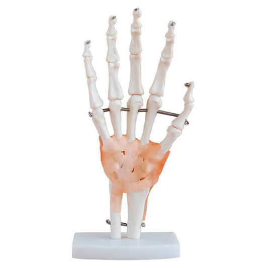 Modelo de mano