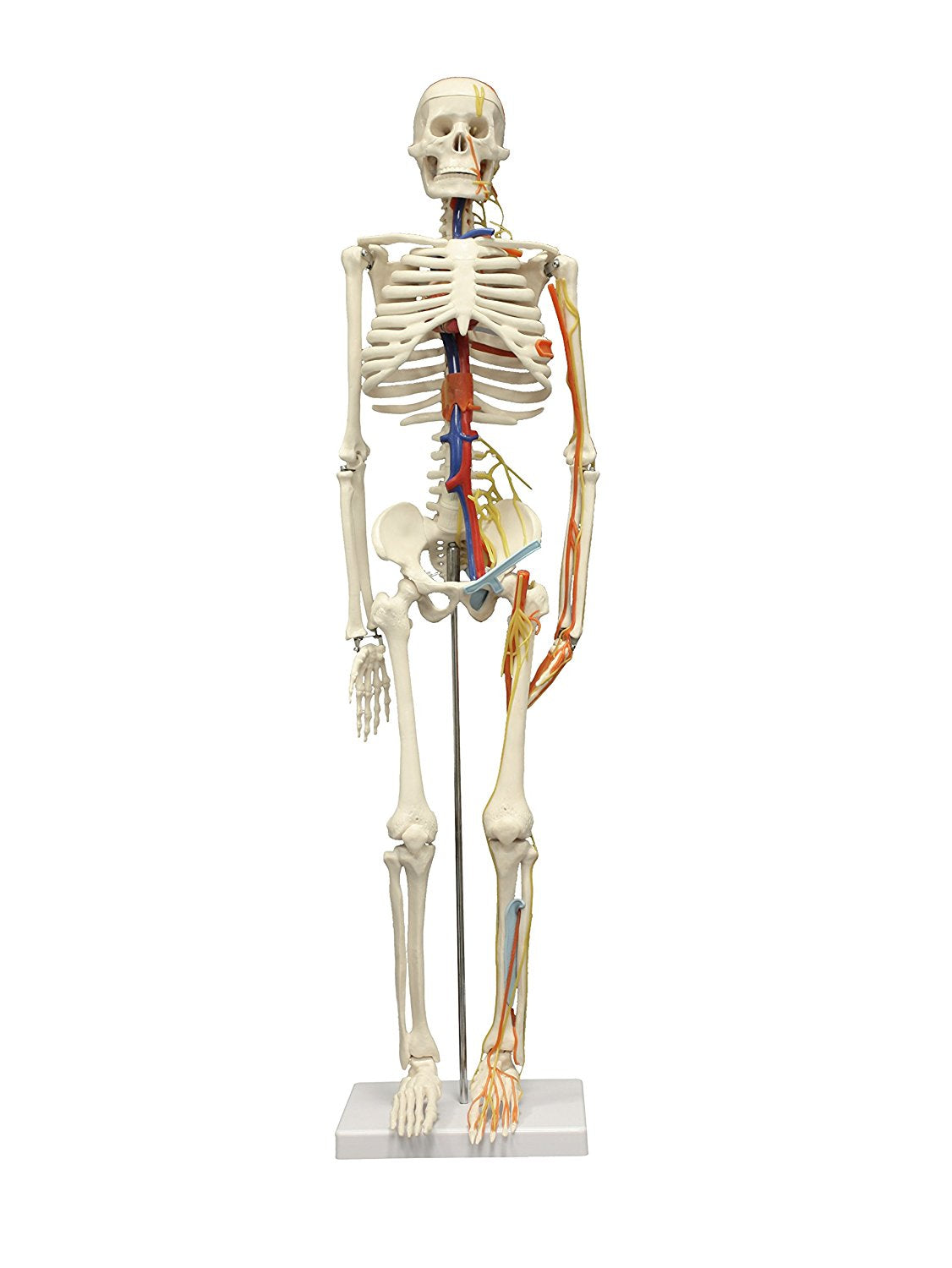 Esqueleto Con Vasos Sanguineos 85 cm